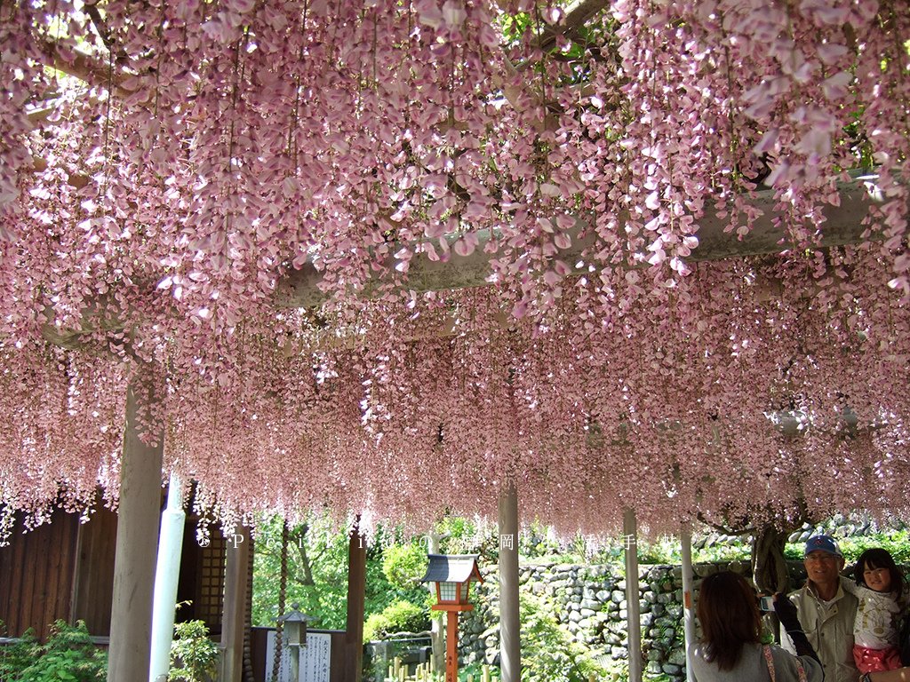 紫色的漂亮・5月北九州藤花盛開的河內藤園