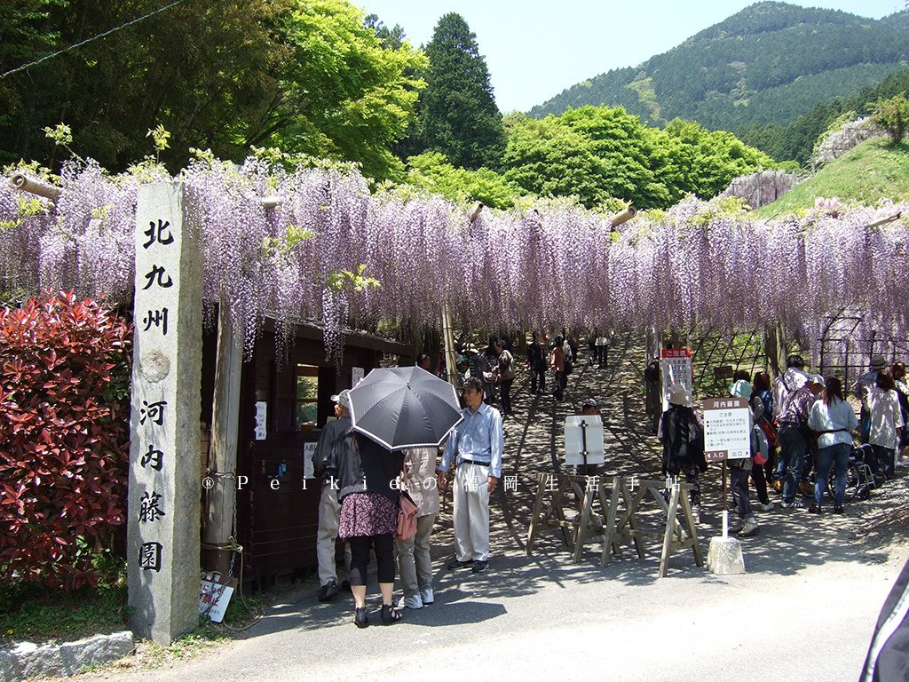 紫色的漂亮・5月北九州藤花盛開的河內藤園