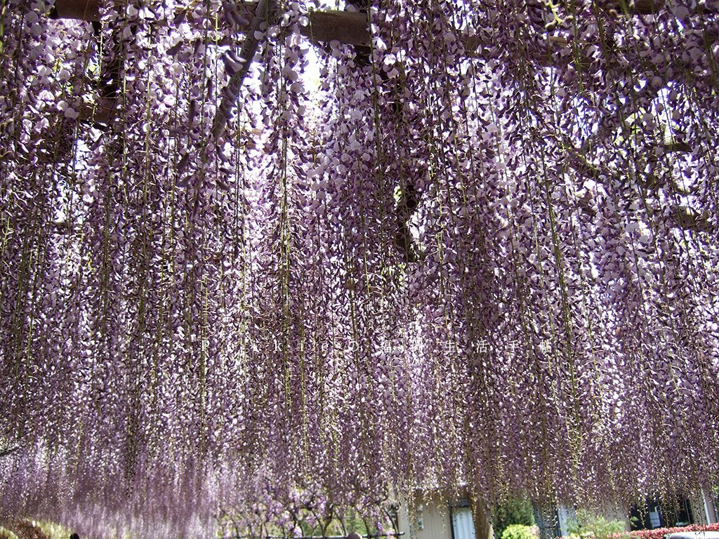 紫色的漂亮・5月北九州藤花盛開的河內藤園