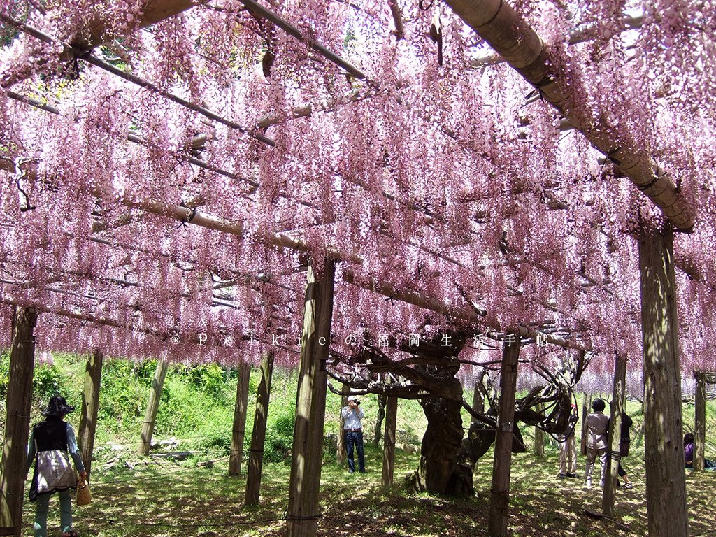 紫色的漂亮・5月北九州藤花盛開的河內藤園