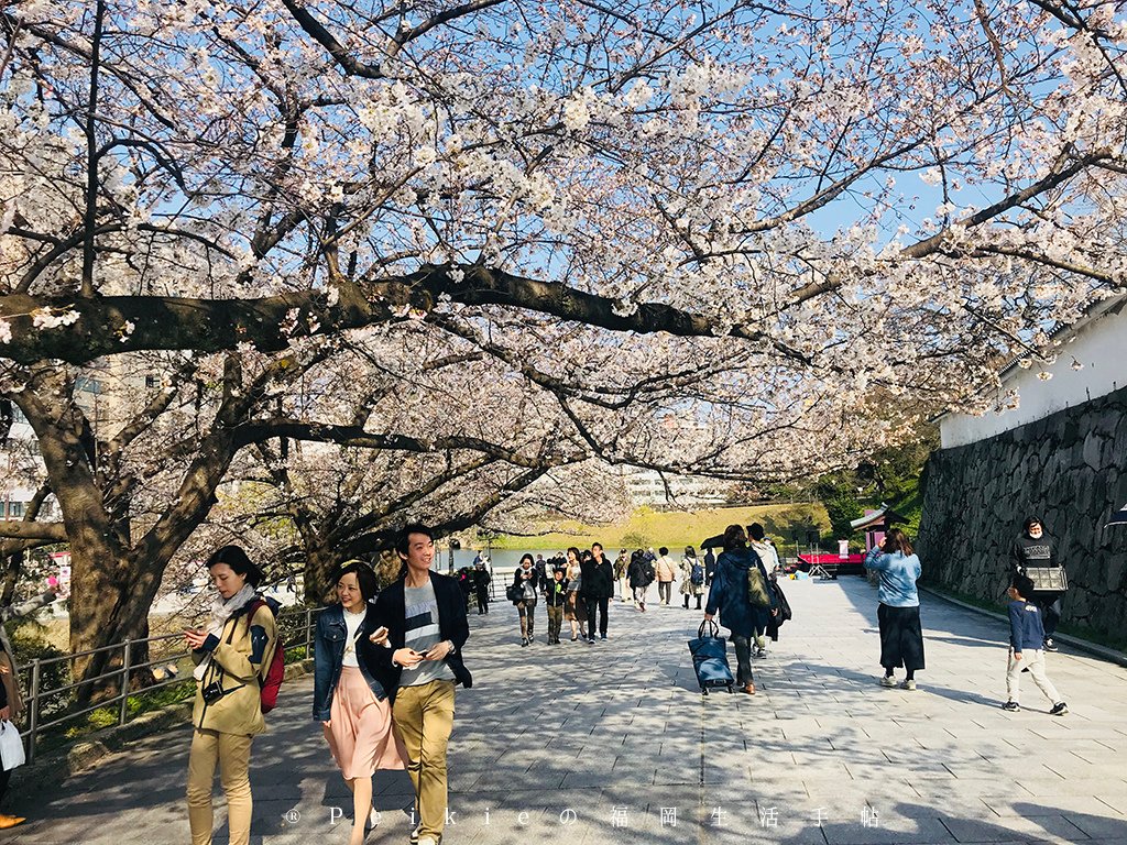 210803福岡追櫻花。舞鶴公園西公園還有不知名的小公園