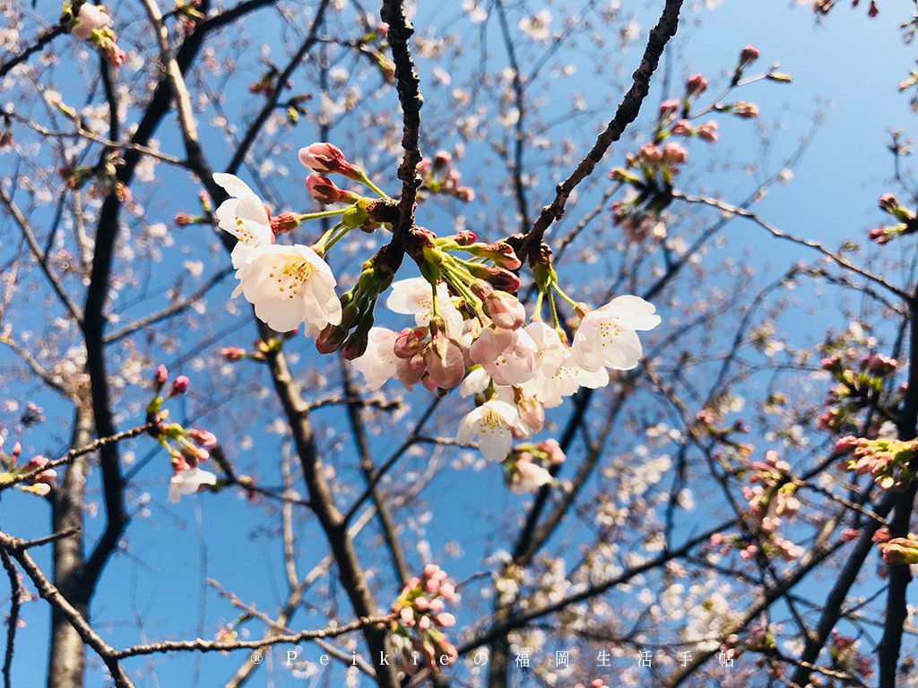 210803福岡追櫻花。舞鶴公園西公園還有不知名的小公園