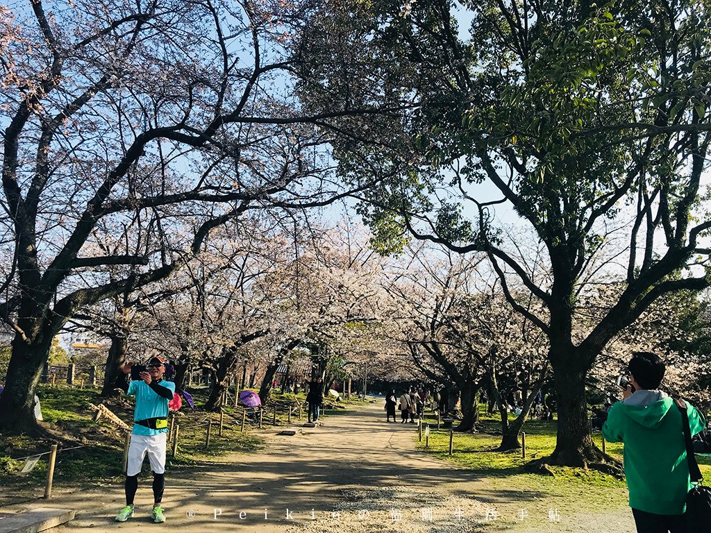 210803福岡追櫻花。舞鶴公園西公園還有不知名的小公園