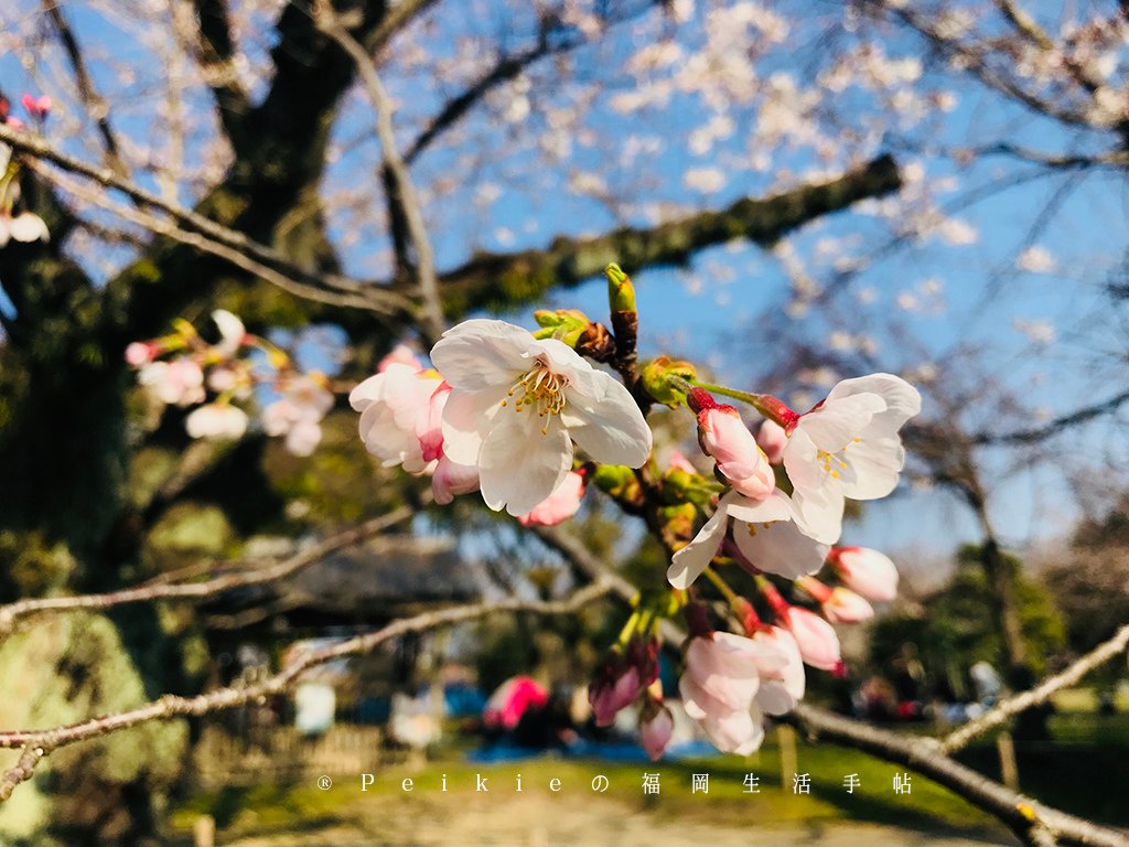 210803福岡追櫻花。舞鶴公園西公園還有不知名的小公園