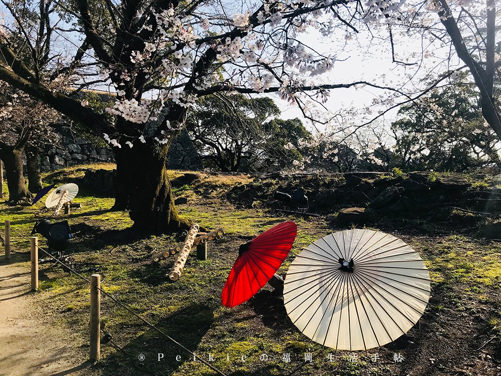 210803福岡追櫻花。舞鶴公園西公園還有不知名的小公園