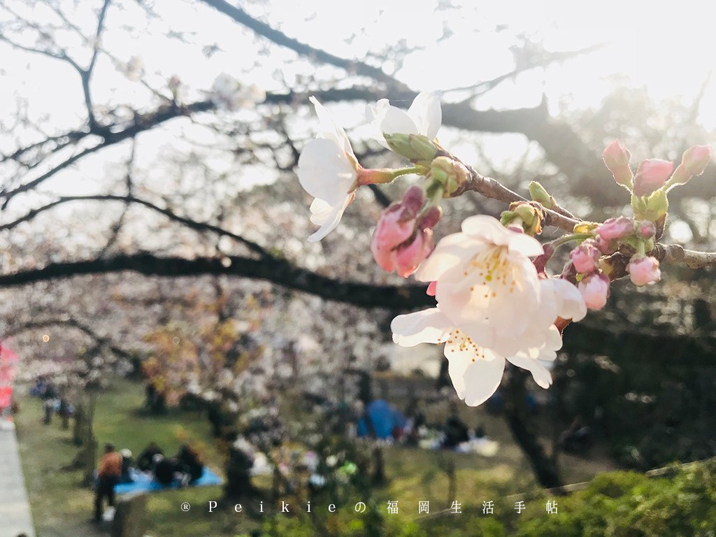 210803福岡追櫻花。舞鶴公園西公園還有不知名的小公園