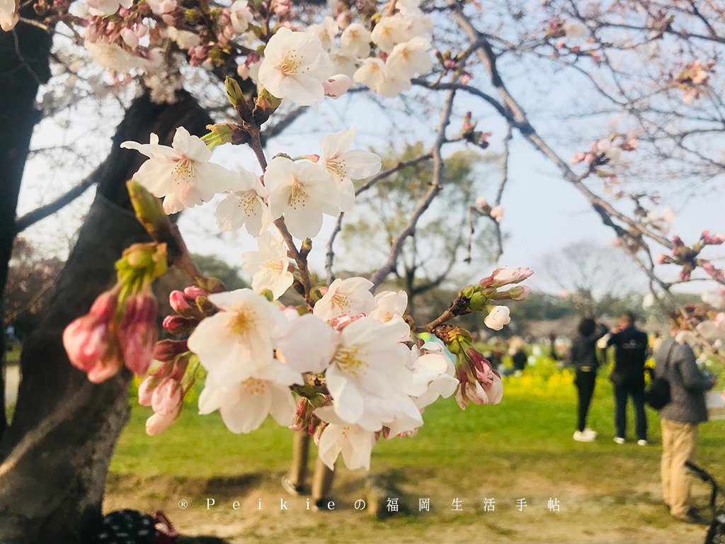 210803福岡追櫻花。舞鶴公園西公園還有不知名的小公園