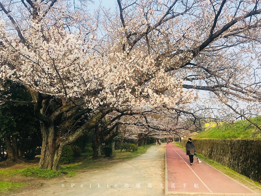 210803福岡追櫻花。舞鶴公園西公園還有不知名的小公園