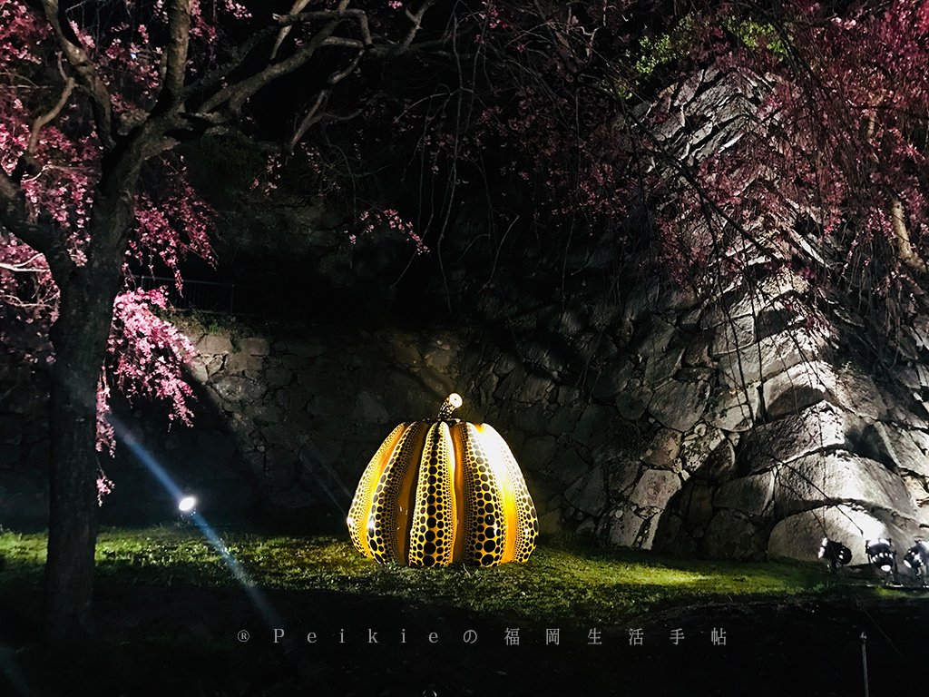 2018福岡追櫻花。舞鶴公園西公園