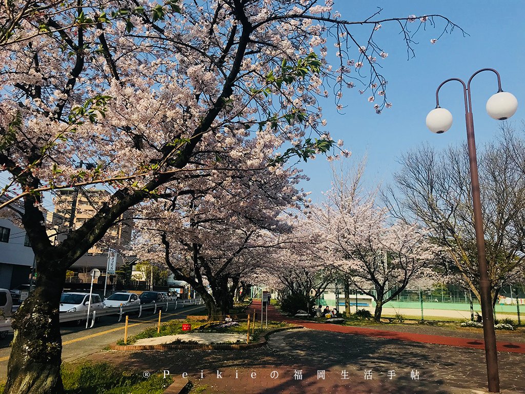 2018福岡追櫻花。舞鶴公園西公園