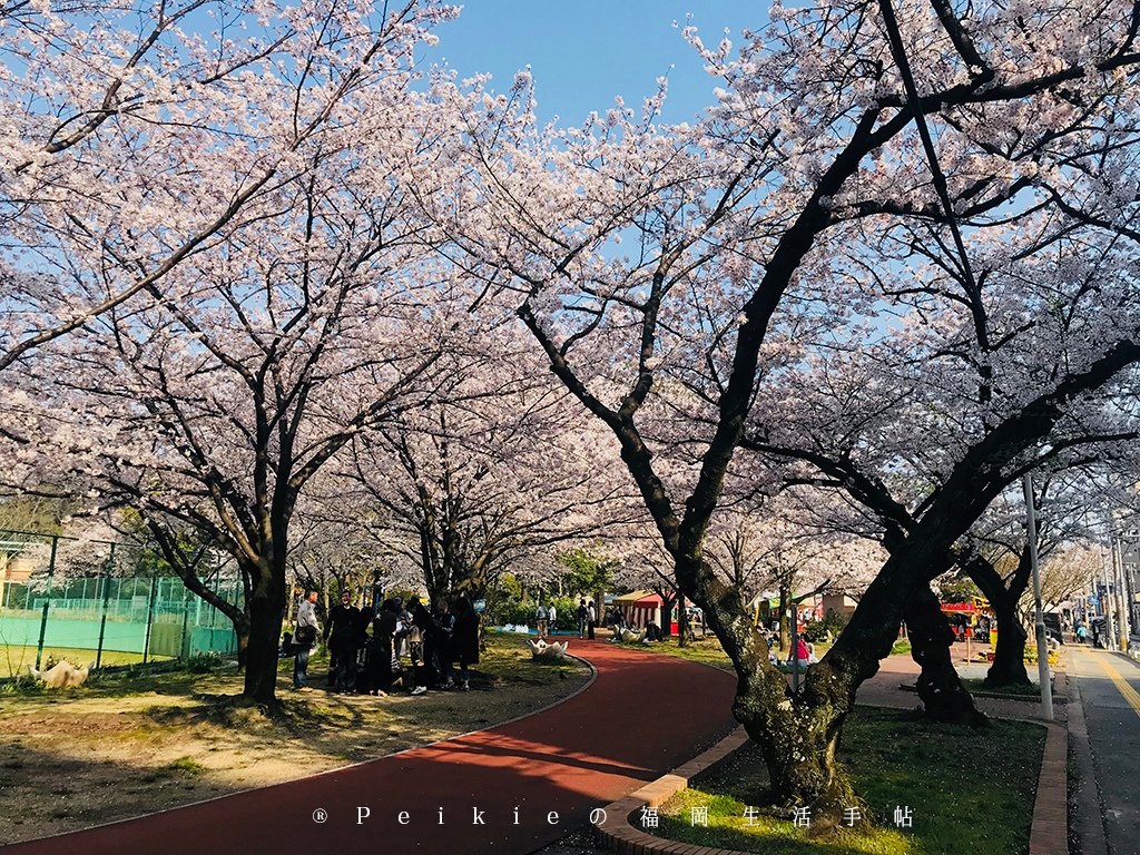 2018福岡追櫻花。舞鶴公園西公園