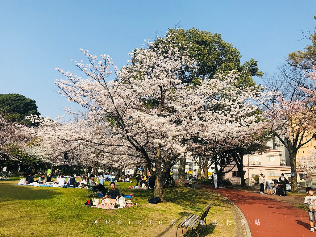 2018福岡追櫻花。舞鶴公園西公園