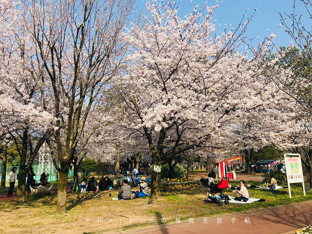 2018福岡追櫻花。舞鶴公園西公園