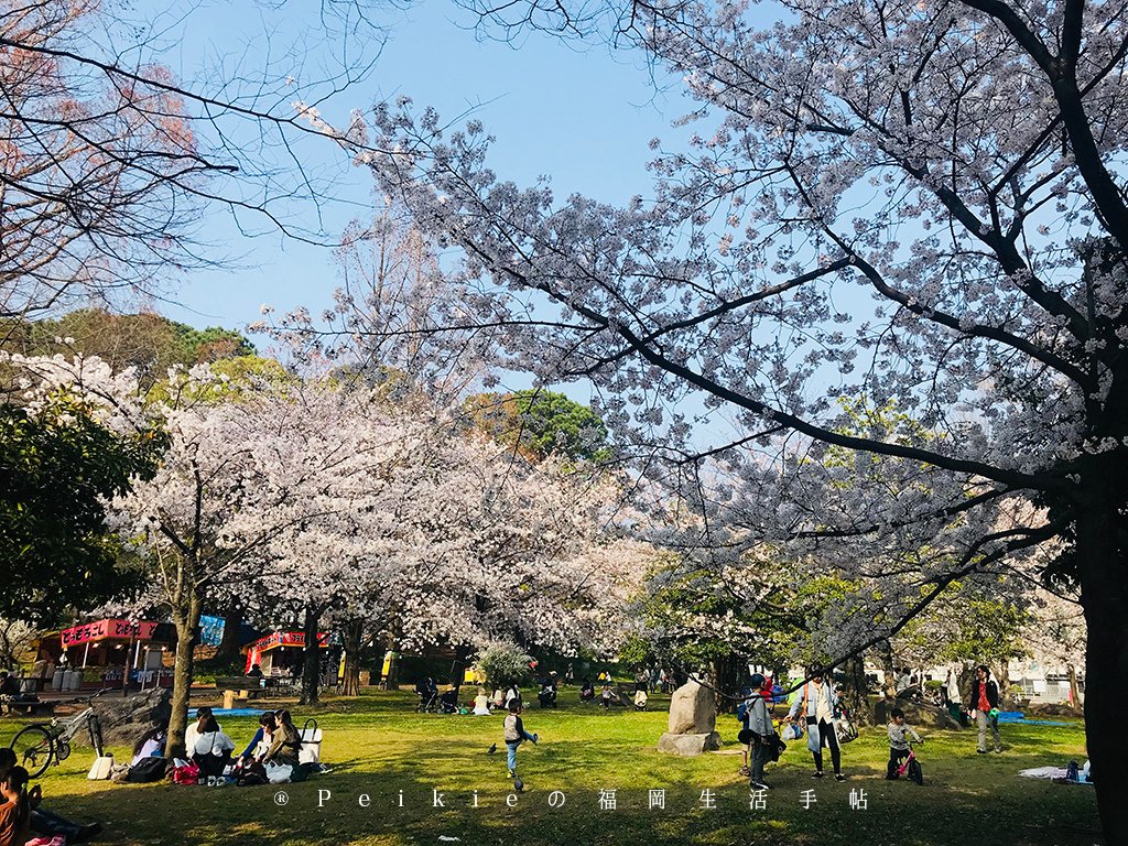 2018福岡追櫻花。舞鶴公園西公園