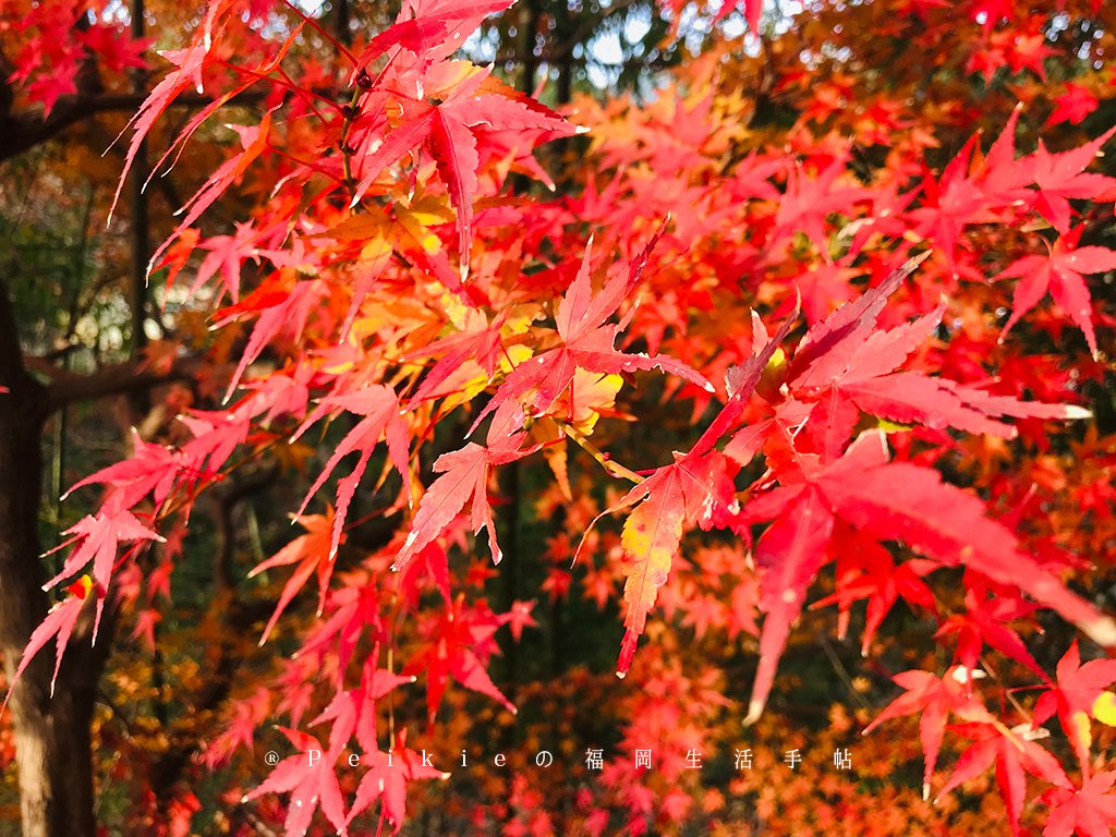 福岡・朝倉紅葉狩り・秋月城跡