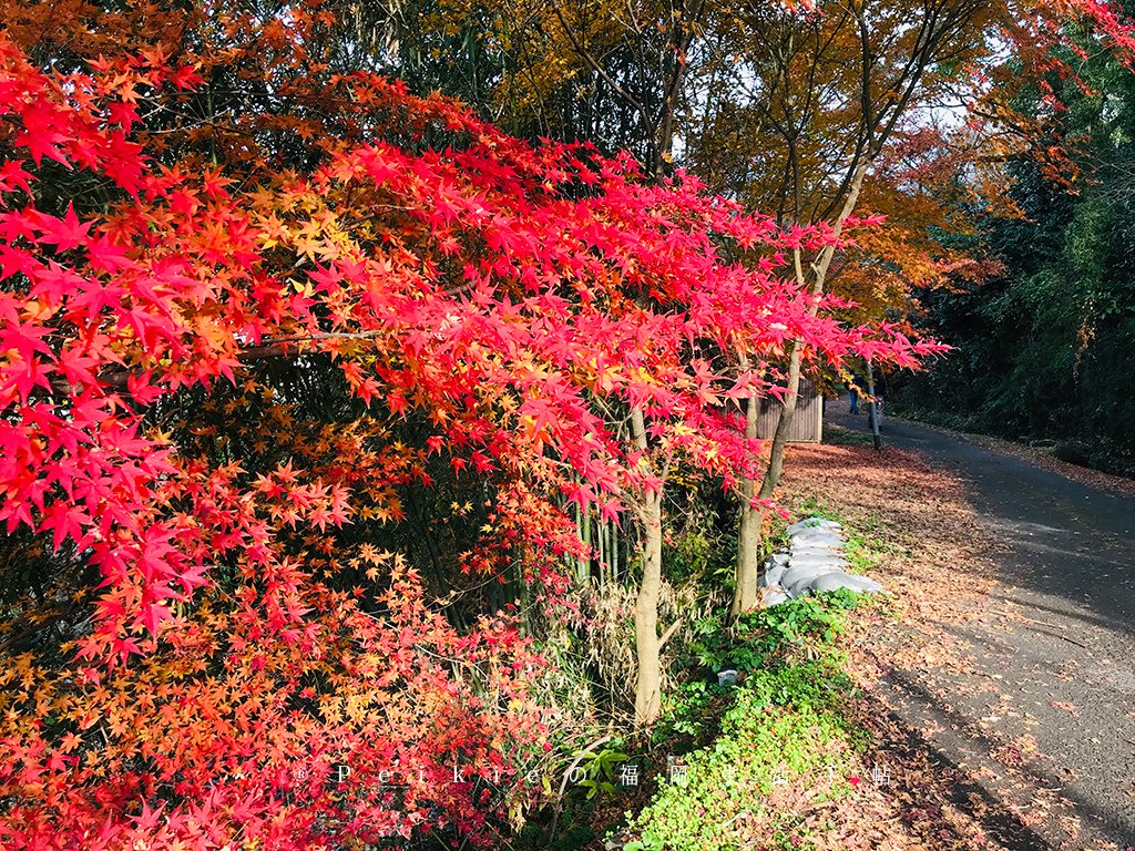 福岡・朝倉紅葉狩り・秋月城跡