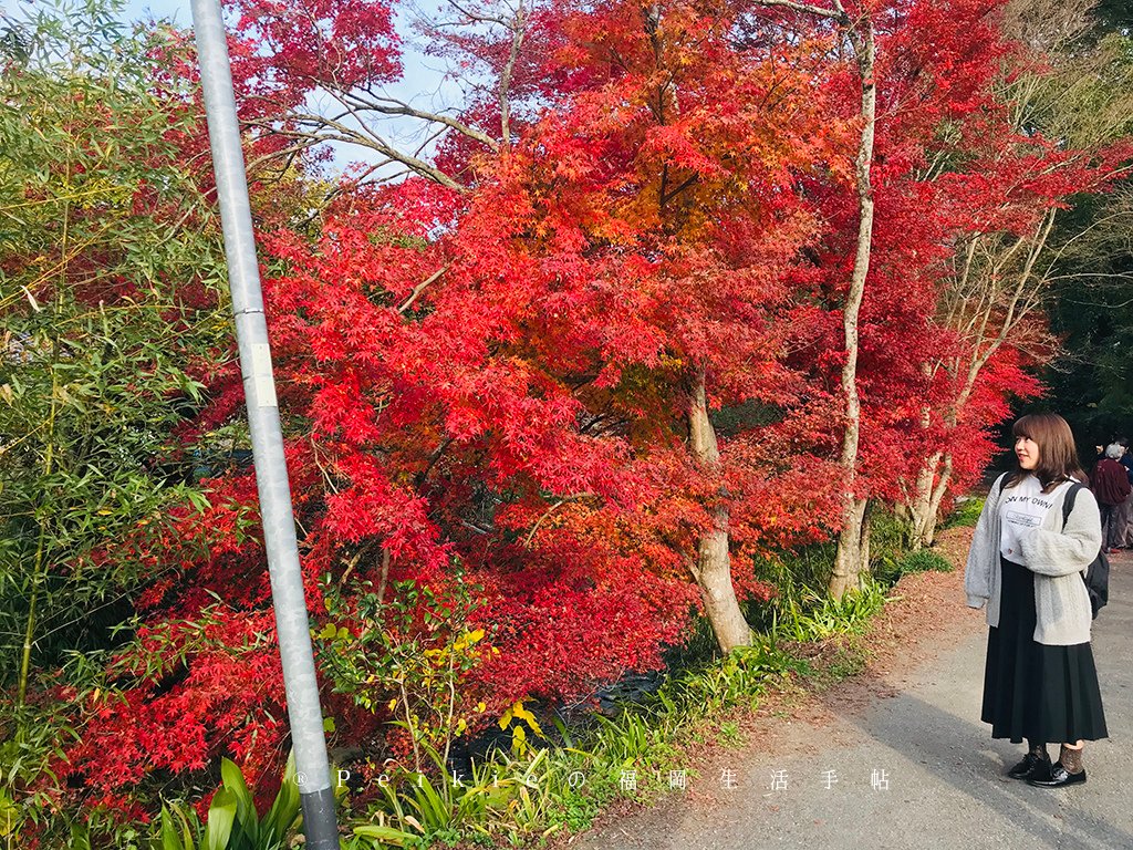 福岡・朝倉紅葉狩り・秋月城跡