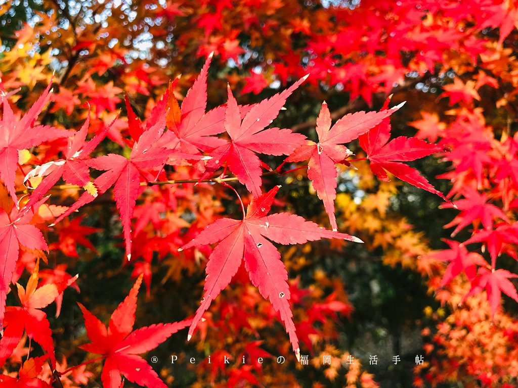 福岡・朝倉紅葉狩り・秋月城跡