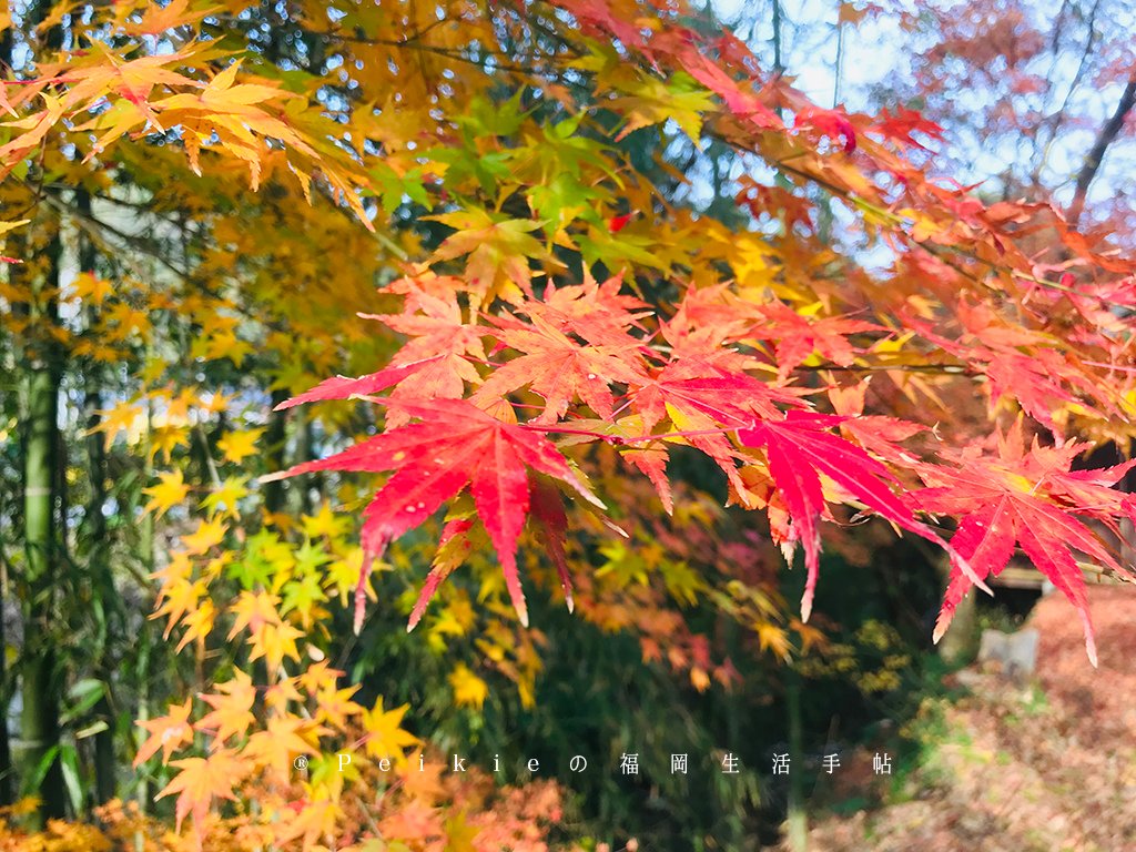 福岡・朝倉紅葉狩り・秋月城跡