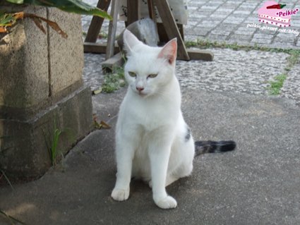 DSCF9725.JPG