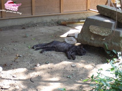 DSCF9721.JPG