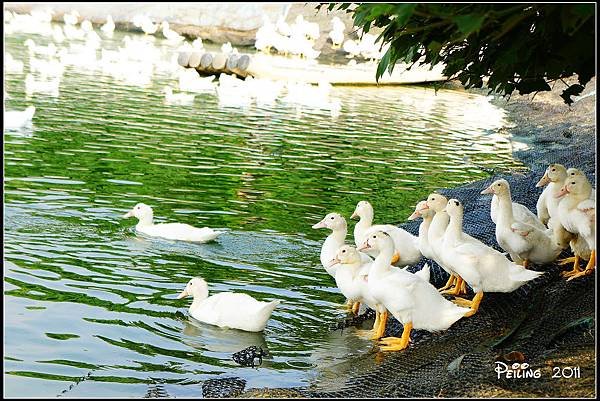 DSC01108 (1).jpg