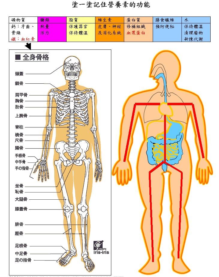 營養素的功能.JPG