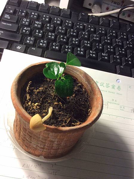 長蘑菇