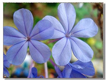 花 