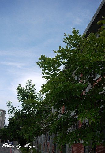 安平樹屋P1010923.jpg
