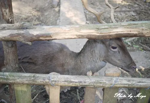 新竹動物園P1040802.jpg