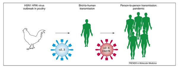 flu virus.bmp