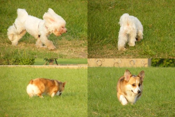 dirun-20009.jpg