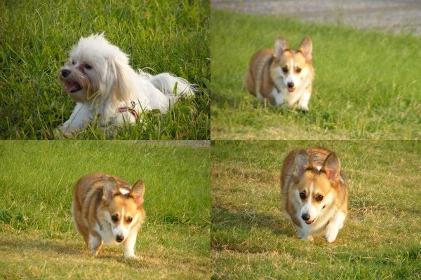 dirun-20018.jpg