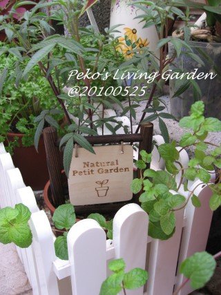 petit garden.jpg