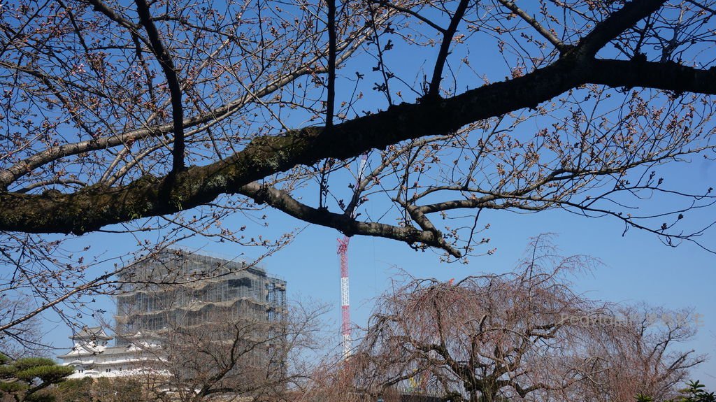 日本京都奈良櫻花旅遊235.JPG