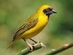 weaver bird