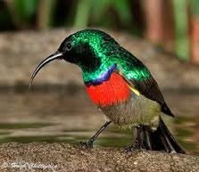 sunbird