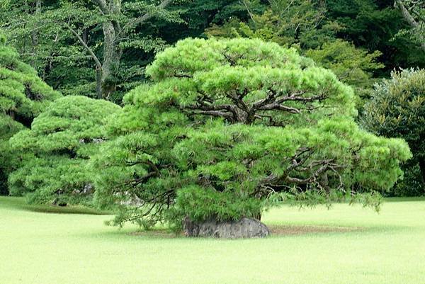 伊勢神宮的松樹.jpg