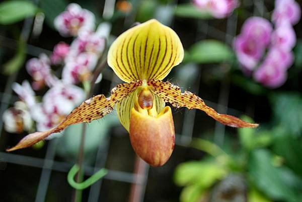 070 拖鞋蘭 paphiopedilum transvaal.jpg
