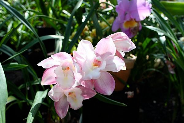 072 蕙蘭屬 Cymbidium Enzan.jpg