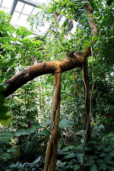 030 榕屬植物 Ficus benhalensis.jpg