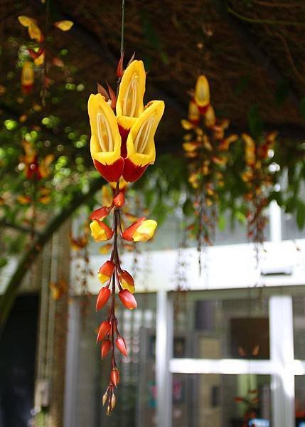 017 跳舞女郎 Thunbergia mysorensis.jpg