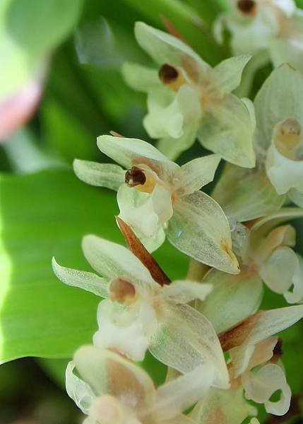 036 Pholidota chinensis 原產中國.jpg