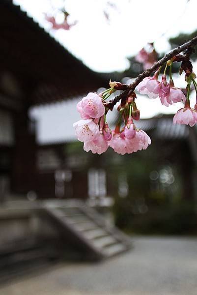 016 sakura.jpg