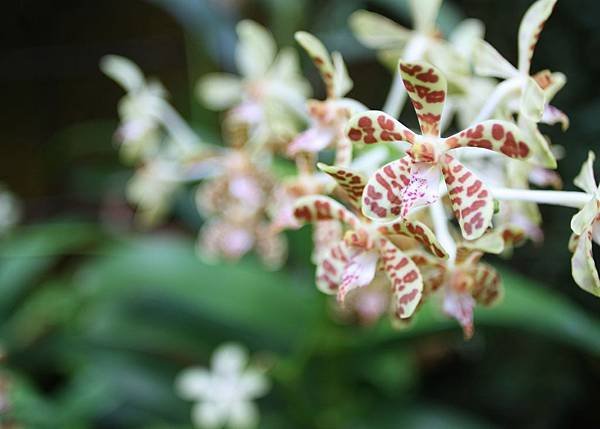 050 豹紋蘭 Staurochilus luchuensis 原產菲律賓等.jpg