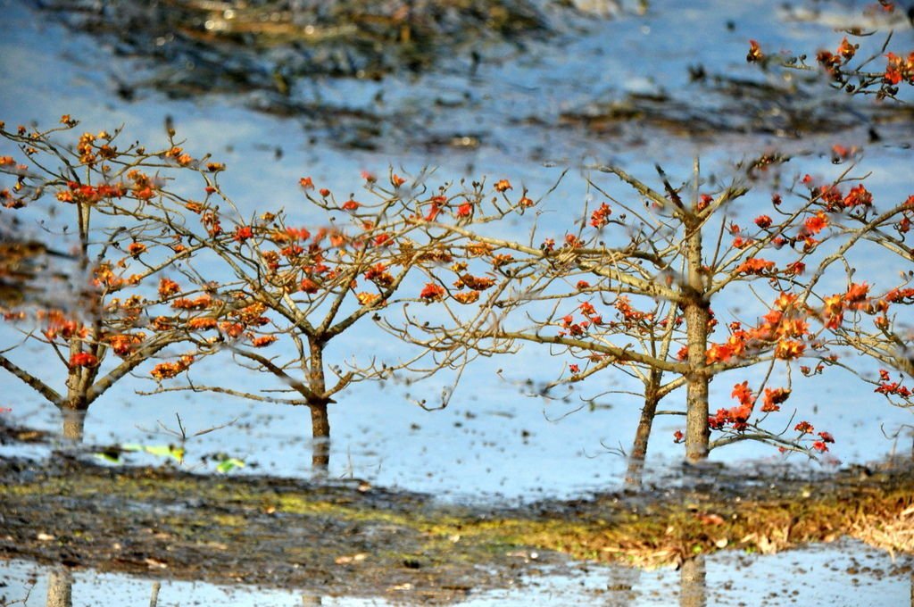 DSC_0124-1