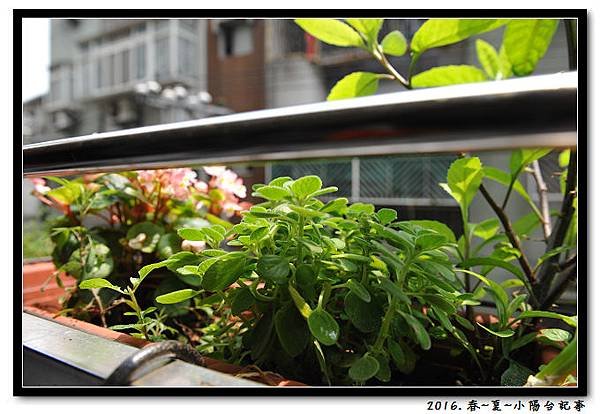 DSC_5786.jpg