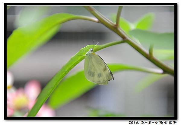 DSC_8393.jpg
