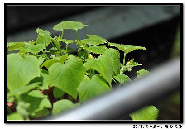 DSC_9246.jpg